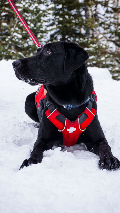 Daisy The Avalanche Dog SS Tee